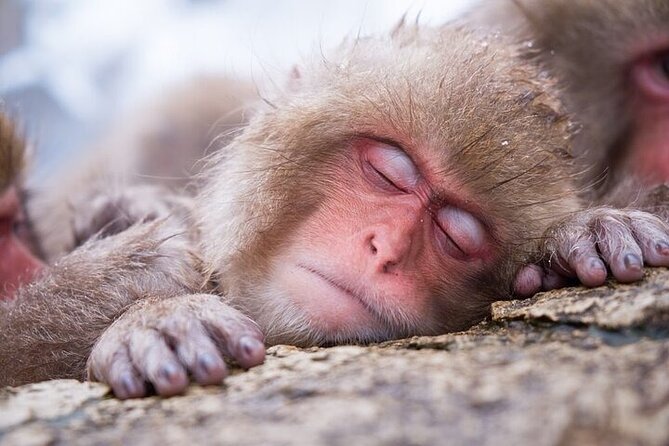 1-Day Private Snow Monkey ZenkoJi Temple & SakeTasting NaganoTour - Stop 1: Zenko-ji Temple, where the main visit time is the point