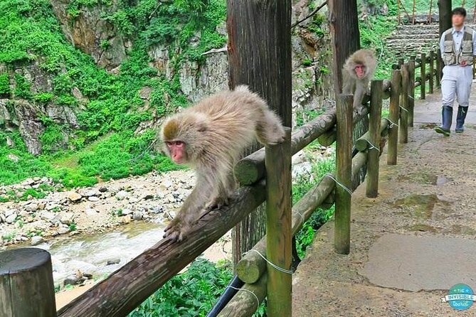1-Day Private Snow Monkey ZenkoJi Temple & SakeTasting NaganoTour - Jigokudani Snow Monkey Park: hot springs, wild monkeys, and a short walk