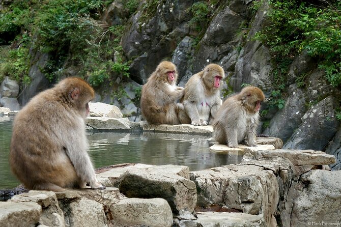1-Day Private Snow Monkey ZenkoJi Temple & SakeTasting NaganoTour - The sake tasting part: confirm what is included before you go