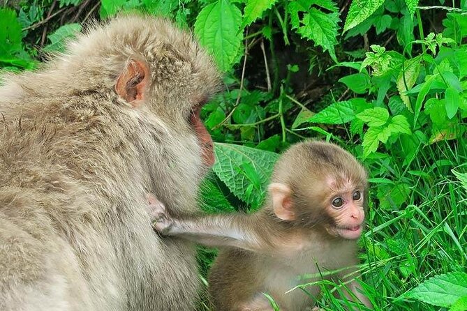 1-Day Private Snow Monkey ZenkoJi Temple & SakeTasting NaganoTour - What the English-speaking guide actually adds
