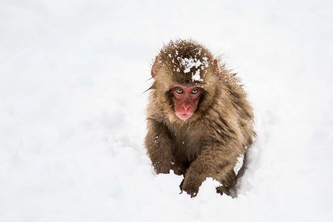 1-Day Snow Monkeys, Zenko-ji Temple & Sake in Nagano - Winter Traction, Cold Clothing, and What You Can Do Now