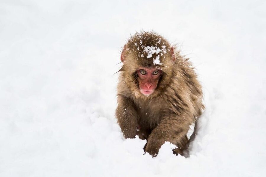 1 Day Tour: Snow Monkeys & Snow Fun in Shiga Kogen - Key things to know before you go