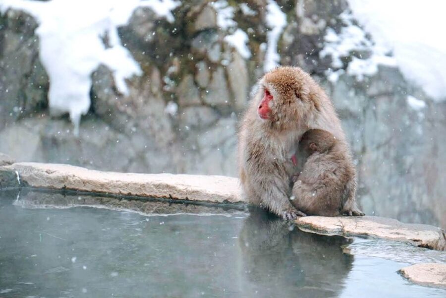 1 Day Tour: Snow Monkeys & Snow Fun in Shiga Kogen - Watching snow monkeys bathe in hot springs: the main event