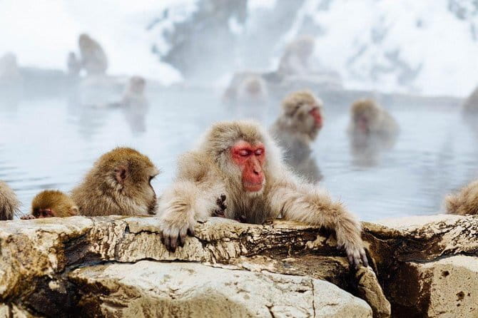 1-Day Winter Tour From Nozawa Onsen: Snow Monkeys, Zenko-ji Temple & Sake - Jigokudani Snow Monkey Park in winter: what to expect up close