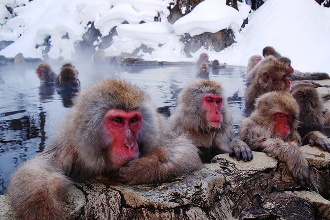 1-Day Winter Tour From Nozawa Onsen: Snow Monkeys, Zenko-ji Temple & Sake - The real value of a $150 day tour: what you are paying for