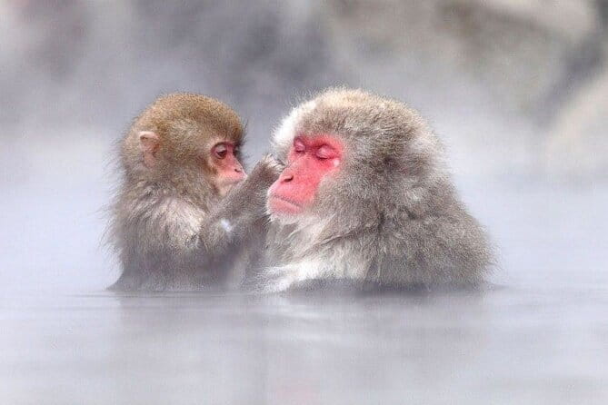 1-Day Winter Tour From Nozawa Onsen: Snow Monkeys, Zenko-ji Temple & Sake - Who this tour fits best, and who should think twice