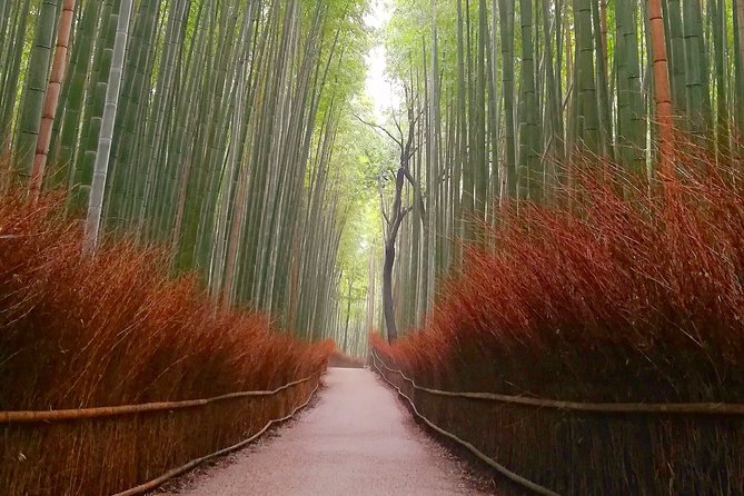 5 Top Highlights of Kyoto Full Day Bike Tour (E-bike option) - Guides matter: safety, local context, and photo help (Cass, Rob, Peter, Ray, Kes)