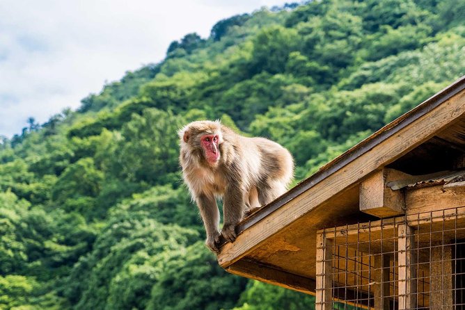 Afternoon Kyoto Bike Tour: Bamboo Forest, Monkeys & Hidden Spots - Monkey Park Iwatayama: the climb, the macaques, and the big Kyoto view