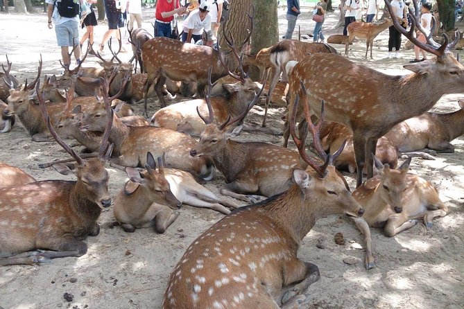 All must-sees in 3 hours - Nara Park Classic Tour! From JR Nara! - Quick Hits Before You Go
