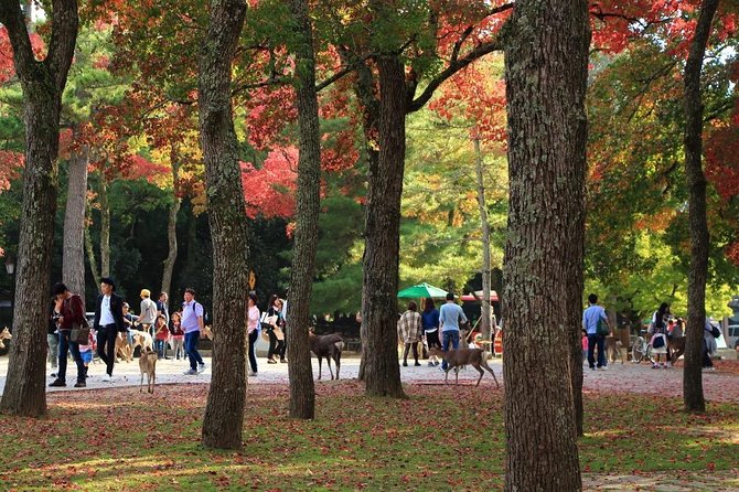 All must-sees in 3 hours - Nara Park Classic Tour! From JR Nara! - Kasuga Grand Shrine: the deer precinct plus belief basics