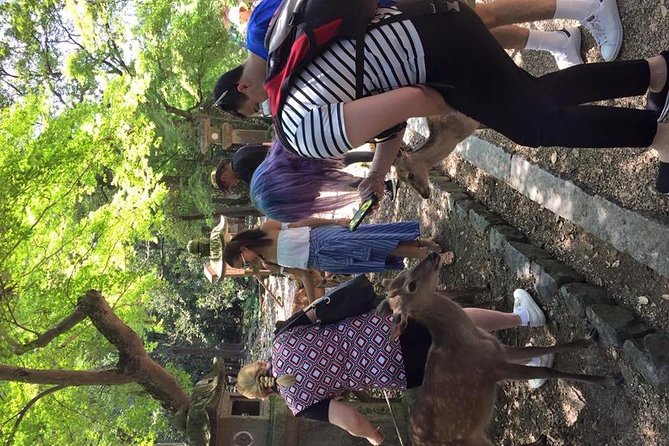 All must-sees in 3 hours - Nara Park Classic Tour! From JR Nara! - Nara Park walking circuit: three major sites in one sweep