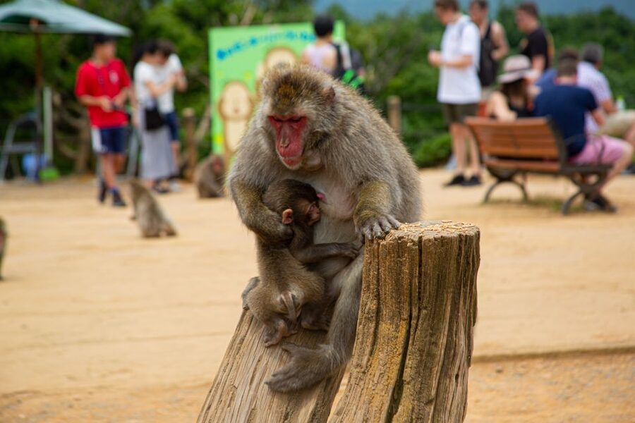 Arashiyama Bamboo, Temple, Monkeys, or Secret Sake Brewery - Two Choices in Arashiyama: Option A Shopping and Bridge, or Option B Sake at Tanzan Brewery