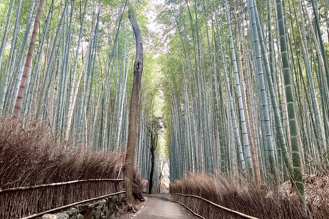 Bamboo Grove Temple and Garden Views Tour - Stop 5: Arashiyama Bamboo Forest, tall stalks, and shifting light