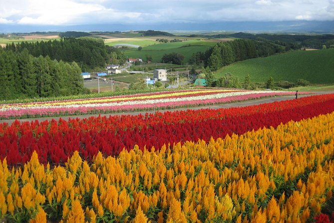 [Biei/Furano] One-day sightseeing by private car! - Key highlights to look for in this private Biei and Furano day