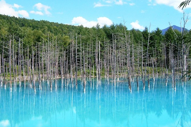 [Biei/Furano] One-day sightseeing by private car! - Private car logistics: comfort, group value, and real-world timing