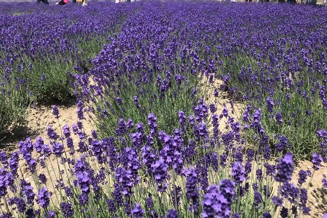 [Biei/Furano] One-day sightseeing by private car! - The summer route: Farm Tomita to Shirahige Falls, in photo-friendly order