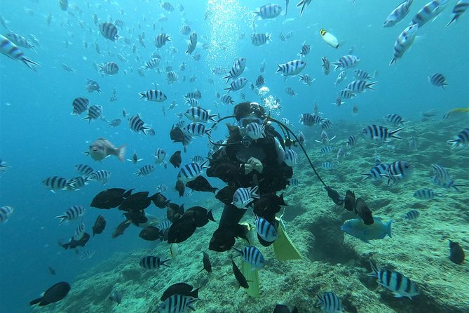 Blue Cave Area Experience Diving!Free feeding & photo images Chinese guide available!1 group with a dedicated instructor - The 2-hour flow: from parking lot to shower
