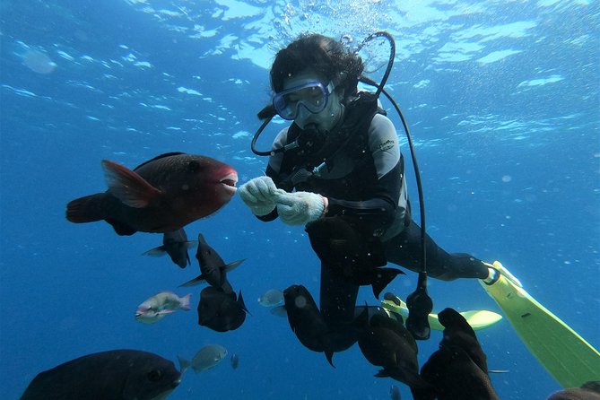 Blue Cave Area Experience Diving!Free feeding & photo images Chinese guide available!1 group with a dedicated instructor - Gear included, insurance included, but photos can be tiered