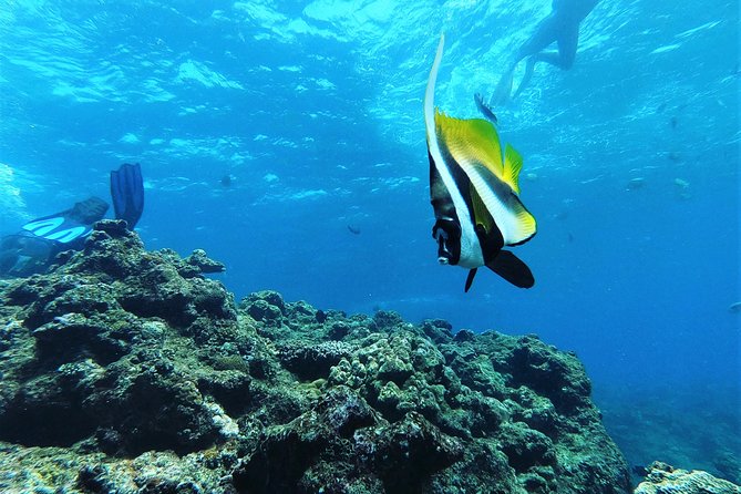 Blue Cave Area Experience Diving!Free feeding & photo images Chinese guide available!1 group with a dedicated instructor - Price and value: what $46.12 really buys