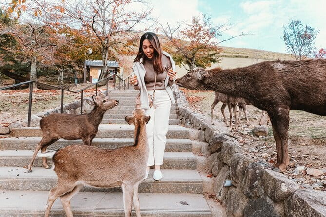 Discover Himeji, Kobe and Nara from Osaka - Key points to know before you go