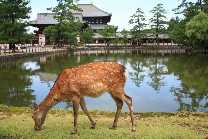 E-Bike Nara Highlights - Todaiji, Knives, Deer, Shrine, and Gems - What makes this e-bike Nara highlights tour click