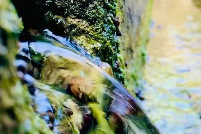 E-Bike Nature Tour in Shuri - Shuri Springs and Stone Steps: Quiet Water, Forest Sounds, and Pauses