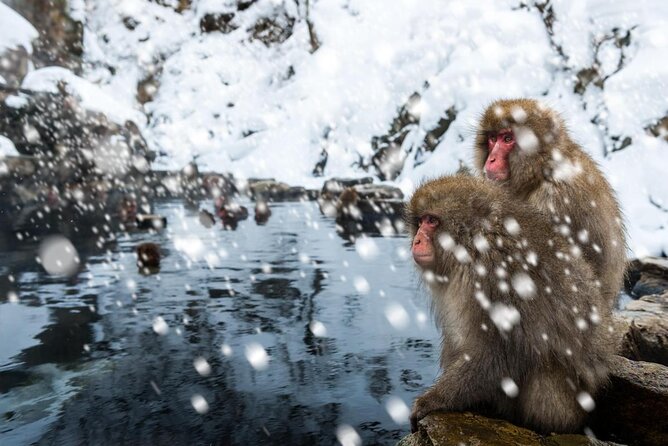 Explore Jigokudani Snow Monkey Park with a Local Guide - Key highlights before you go