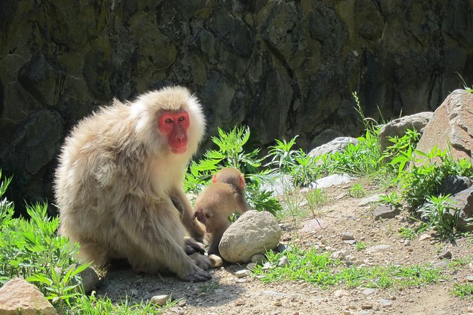 Explore Jigokudani Snow Monkey Park with a Local Guide - Cafe stop for warming up, then Kaede no Yu foot spa