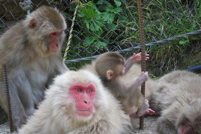 Explore Jigokudani Snow Monkey Park with a Local Guide - Sake and beer samples, and how to handle souvenirs