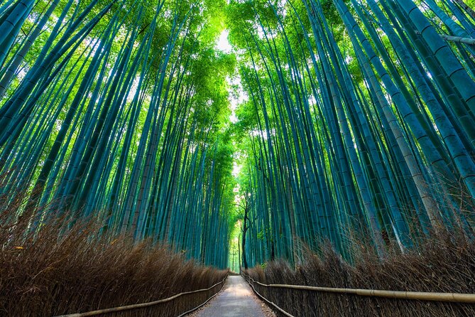 Explore Kyoto | Private Tour - Local English Driver(guide option) - Arashiyama first: bamboo forest time with room to breathe