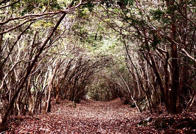 Explore Mt. Fuji Ice Cave in Aokigahara Forest - Key highlights you will feel on the day