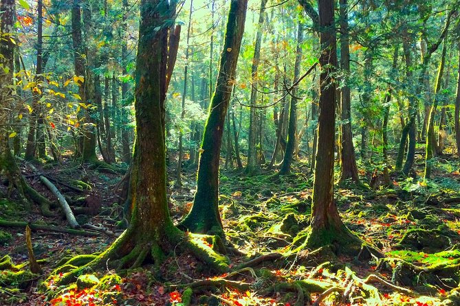 Explore Mt. Fuji Ice Cave in Aokigahara Forest - Who the Small-Group Experience Fits Best (and Who Should Skip It)