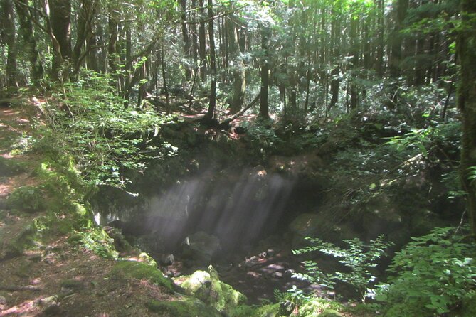 Exploring Mt Fuji Ice Cave and Sea of Trees Forest - From lava plateau air to ice stalagmites: how the walk feels