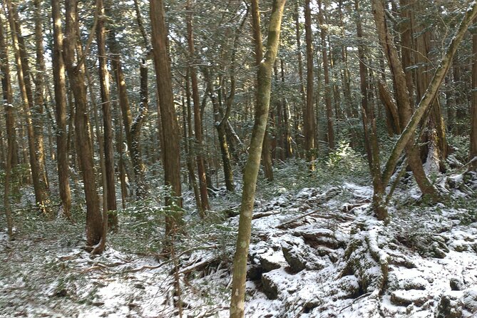 Exploring Mt Fuji Ice Cave and Sea of Trees Forest - Price and logistics: getting access without turning it into a project