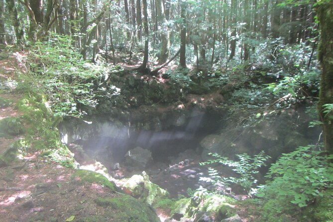 Exploring Mt Fuji Ice Cave and Sea of Trees Forest - Who this tour fits best, and where it might not