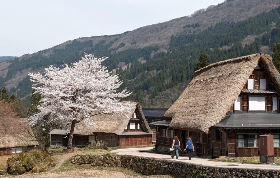 From Kanazawa: Shirakawa-go, Gokayama and Wood Carving Art - The Shima matcha moment: a heritage-style pause