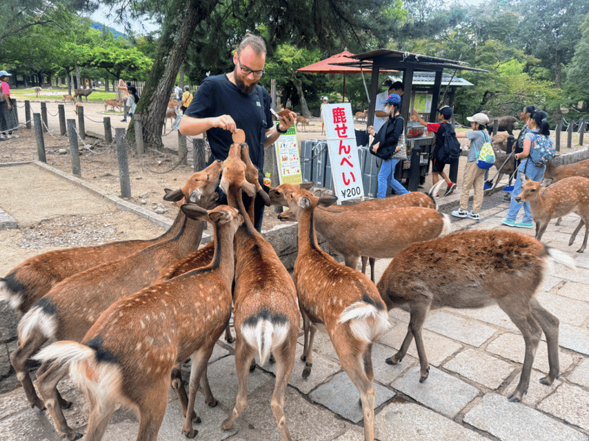 From Kyoto: Nara Guided Morning Tour - Nara Park Deer Time: The Fun Part, With Real Etiquette