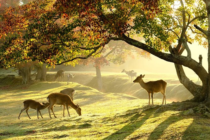 From Kyoto: Nara History Guided Half Day Bus Tour with Lunch - Kyoto to Nara in One Guided Half-Day, Minus the Headaches