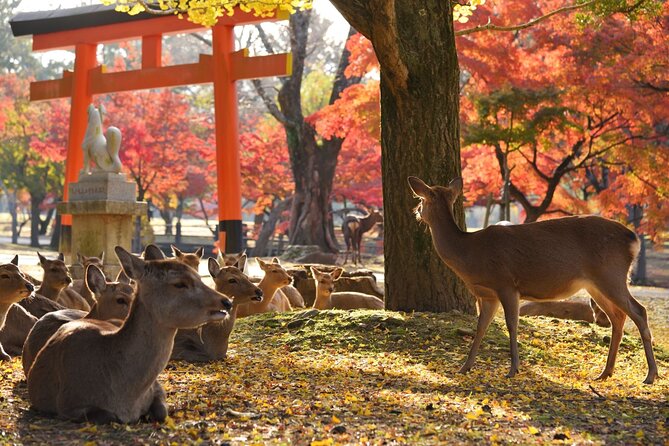 From Kyoto: Nara History Guided Half Day Bus Tour with Lunch - Nara Park Deer Time: Cute, Iconic, and Managed