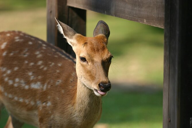 From Kyoto: Nara History Guided Half Day Bus Tour with Lunch - Who This Tour Fits Best, and Who Should Skip It