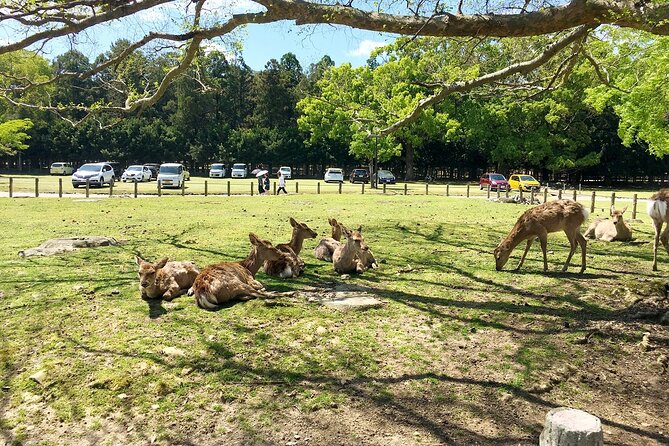 From Kyoto: Nara History Guided Half Day Bus Tour with Lunch - Should You Book This Nara History Guided Half-Day From Kyoto?