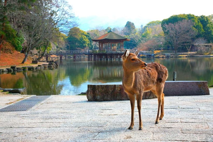 From Kyoto: Nara, Osaka & Kobe Day Trip – 3 Cities in 1 Day - Nara Park Deer Time: Calm Walking with Temples Nearby