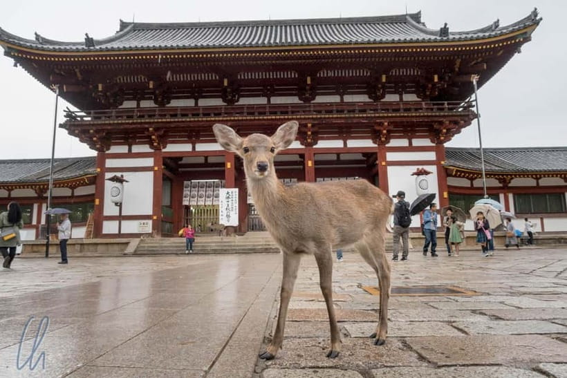 From Kyoto: Nara, Osaka & Kobe Day Trip – 3 Cities in 1 Day - Leaving Kyoto from Hotel Keihan Kyoto Grande: Getting Started Smoothly