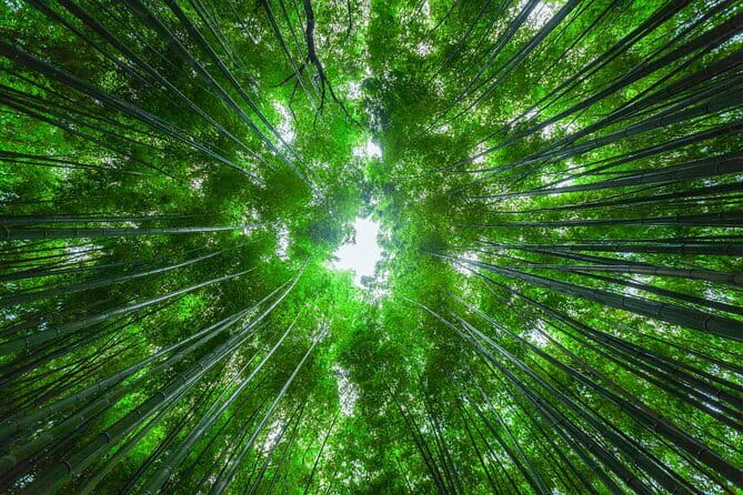 From Kyoto / Osaka: Kyoto Must-see Spots & Nara Park One Day Tour - Nara Park: Deer Encounters and Temple Grounds in a Big Open Space