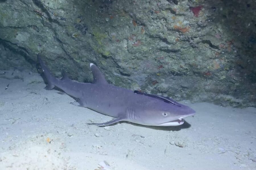 From Naha Scuba Diving Trip in Kerama(for certified divers) - Should you book SEAKERS for a Kerama day trip from Naha?
