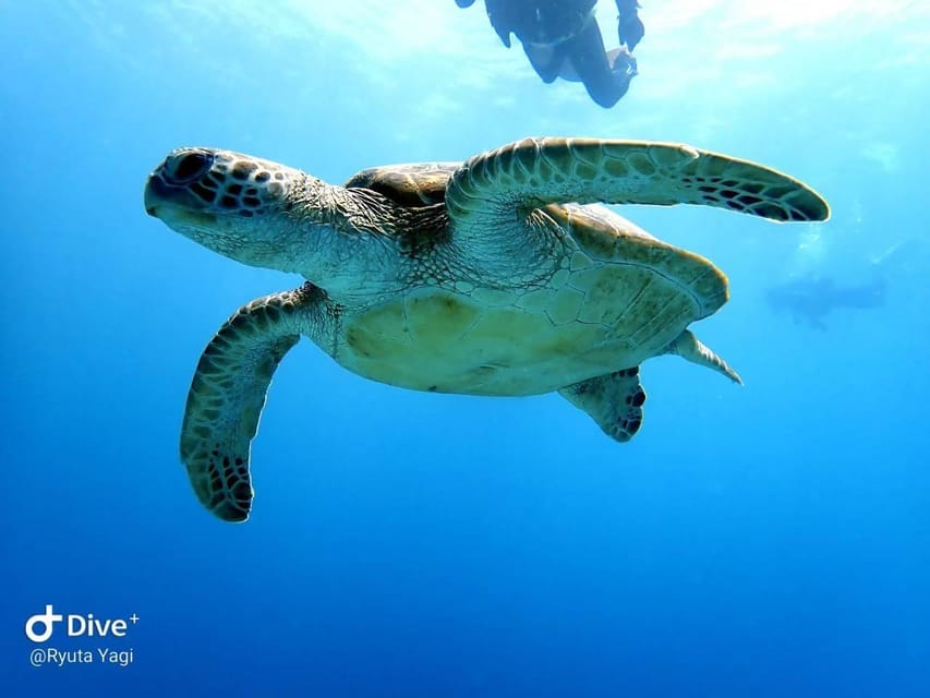 From Naha Scuba Diving Trip in Kerama(for certified divers) - Boat briefing and kit-up: the small details that reduce stress