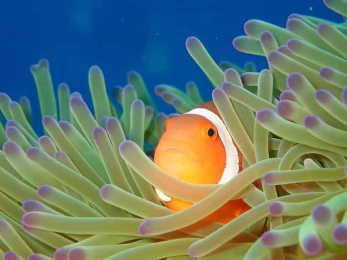 From Naha Scuba Diving Trip in Kerama(for certified divers) - Kerama National Park underwater: wildlife, visibility, and what you might see