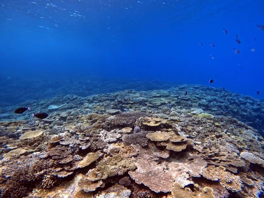 From Naha Scuba Diving Trip in Kerama(for certified divers) - Small-group up to 4: what you gain when you are not competing for attention