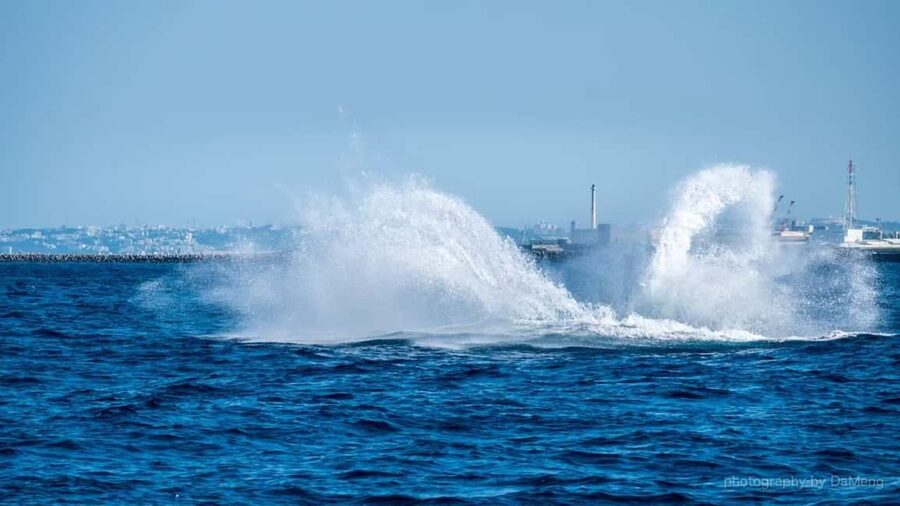 From Naha: Whale Watching with Pickup and English Guide - Key points before you go