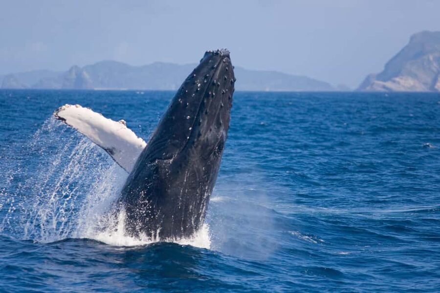 From Naha: Whale Watching with Pickup and English Guide - Whale watching from Naha, aimed at the Kerama Islands